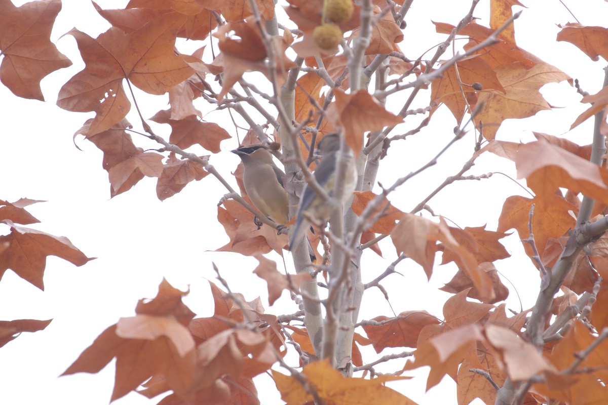 ציצנית אמריקנית - ML645635275