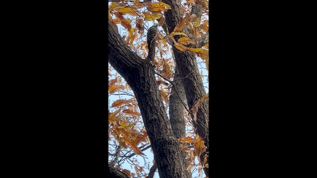 Japanese Pygmy Woodpecker - ML645635276