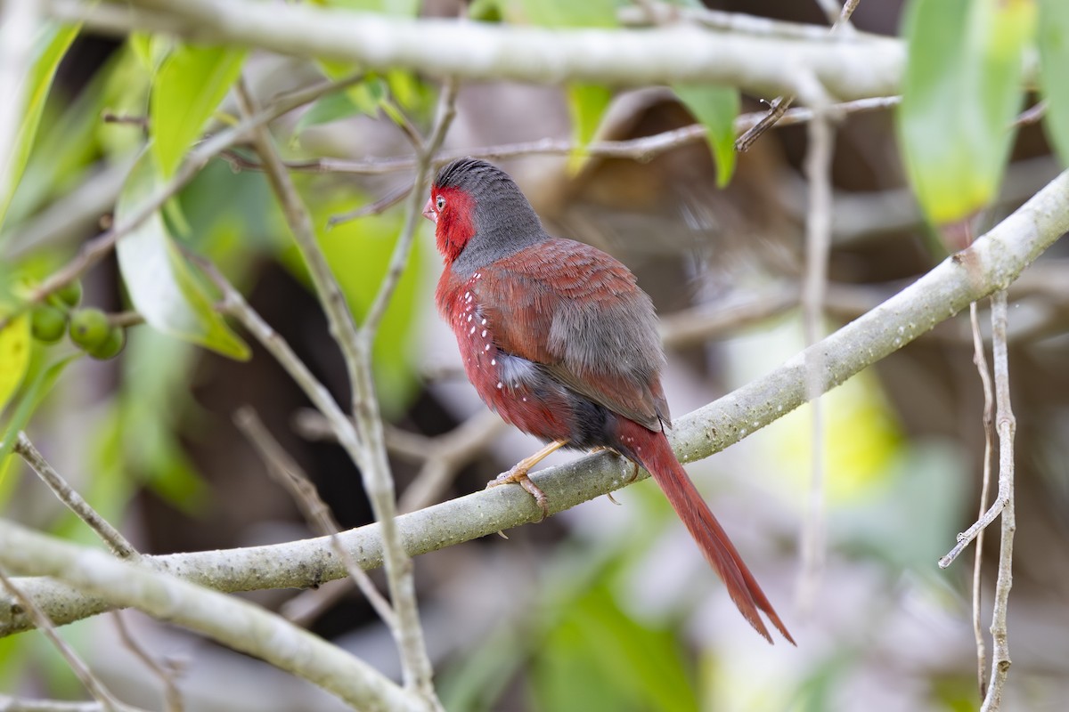 Crimson Finch - ML645635277