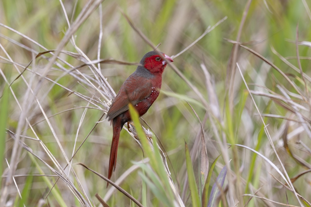 Crimson Finch - ML645635278