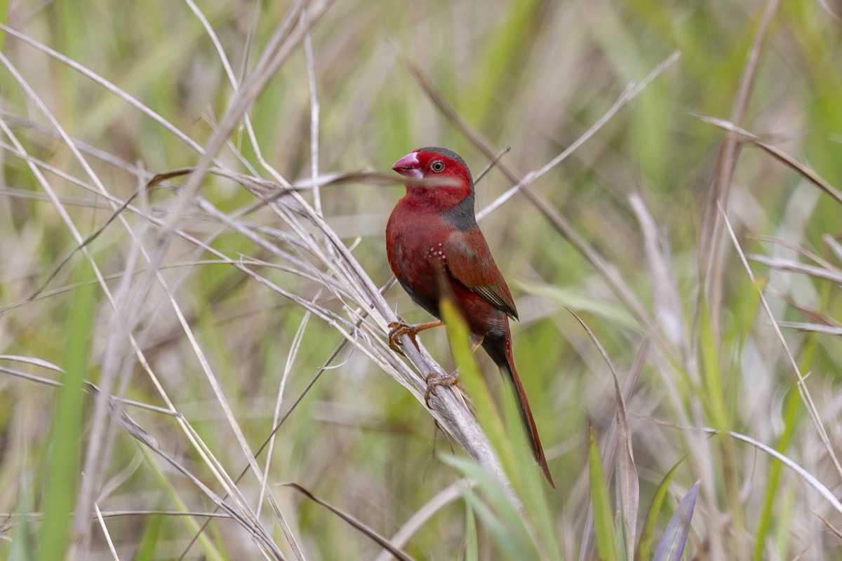 Crimson Finch - ML645635279