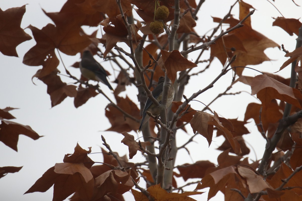 ציצנית אמריקנית - ML645635280