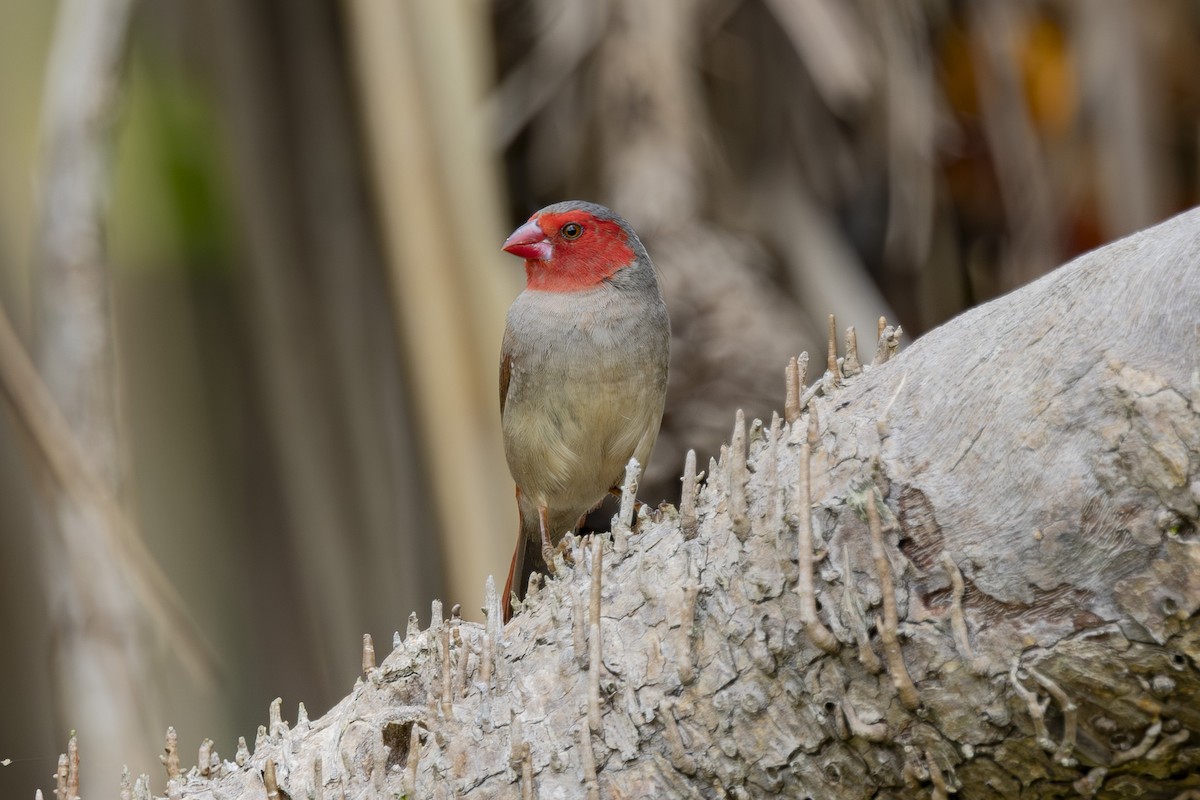 Crimson Finch - ML645635281