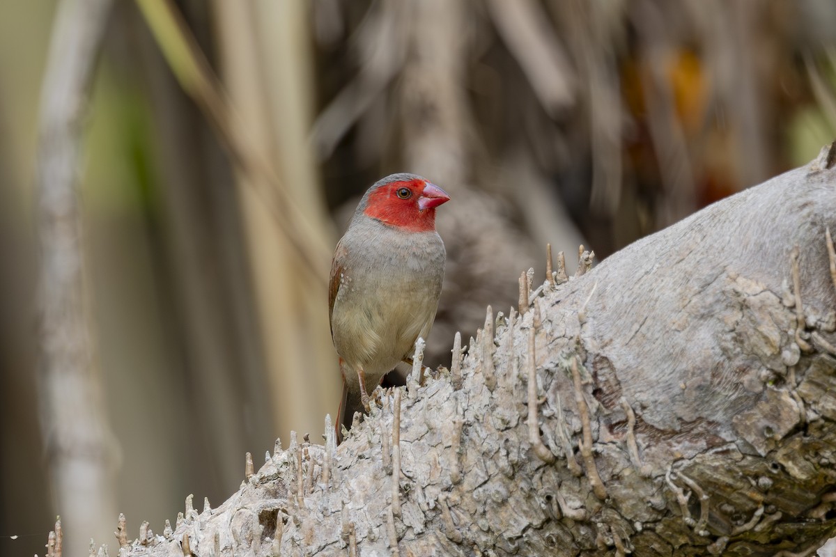 Crimson Finch - ML645635282
