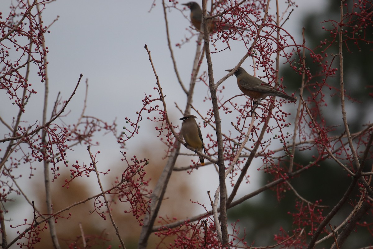 ציצנית אמריקנית - ML645635283