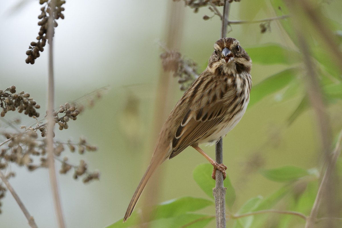 גיבתונית רוננת - ML645635284