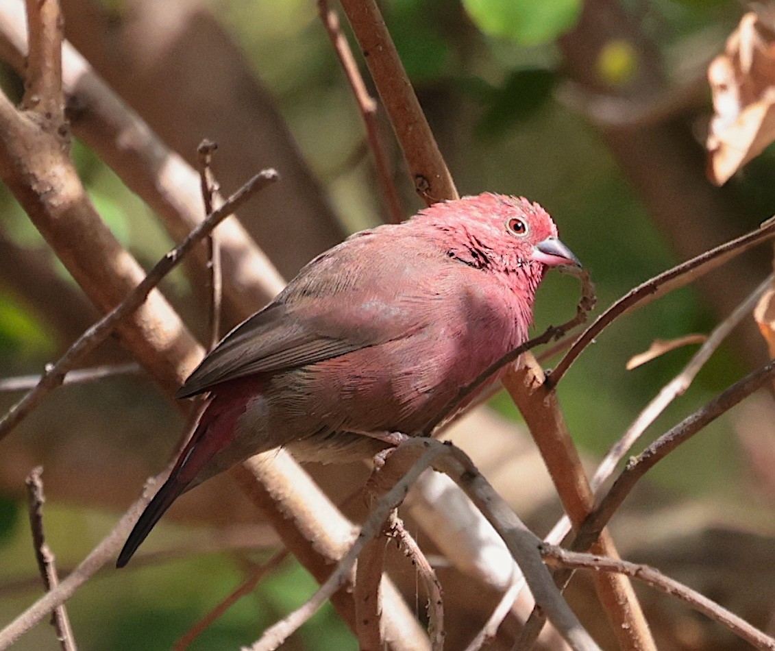 פרושית אדומת-מקור - ML645635286