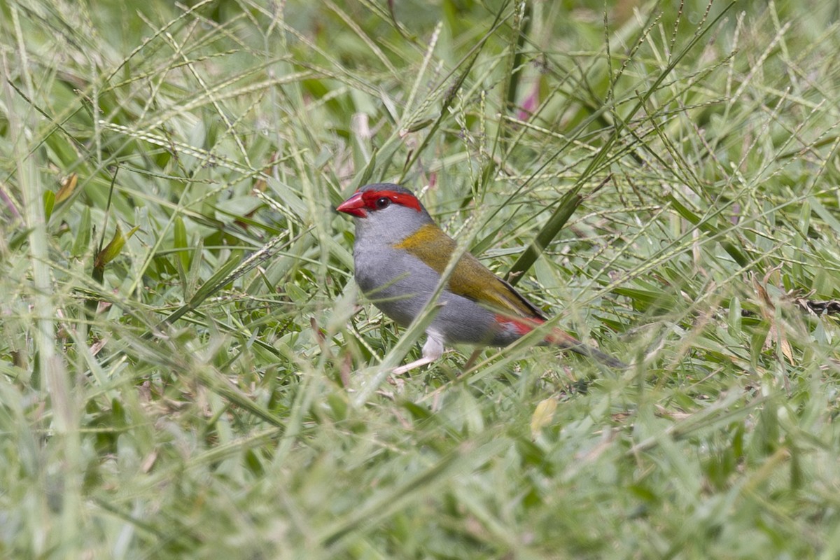 Red-browed Firetail - ML645635287
