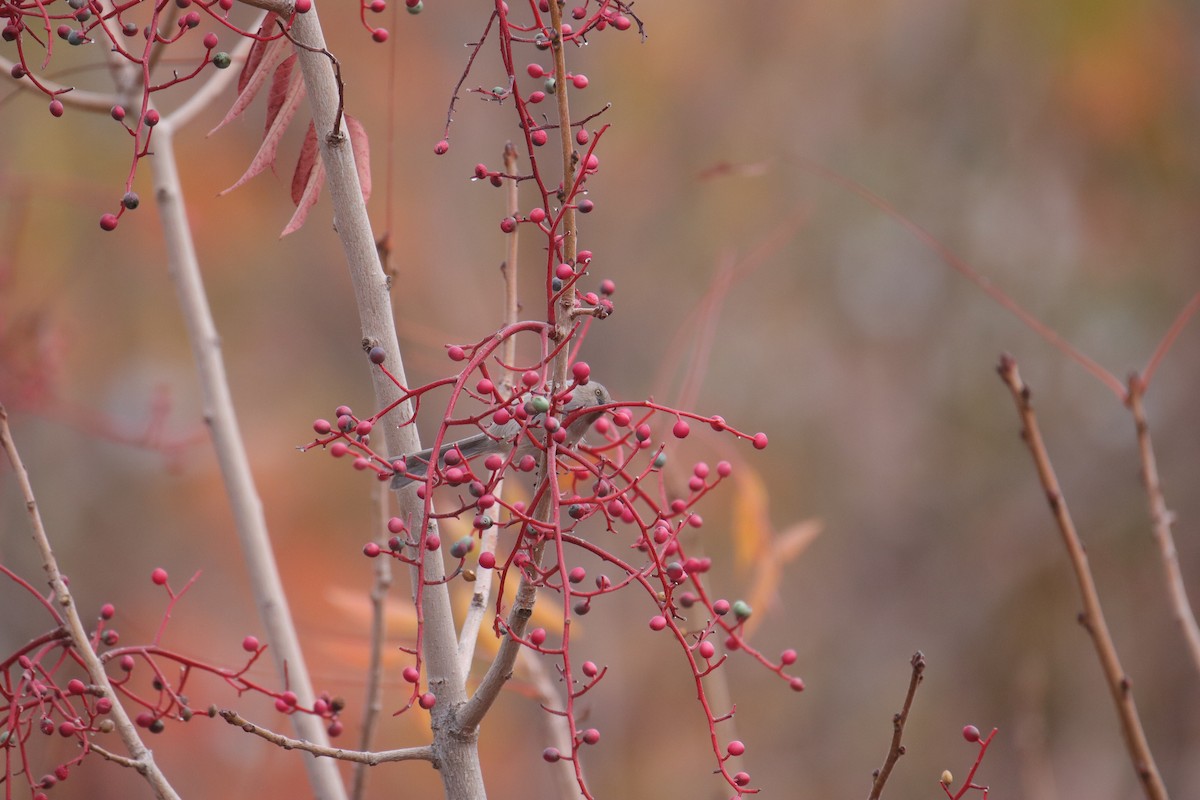 Bushtit - ML645635288