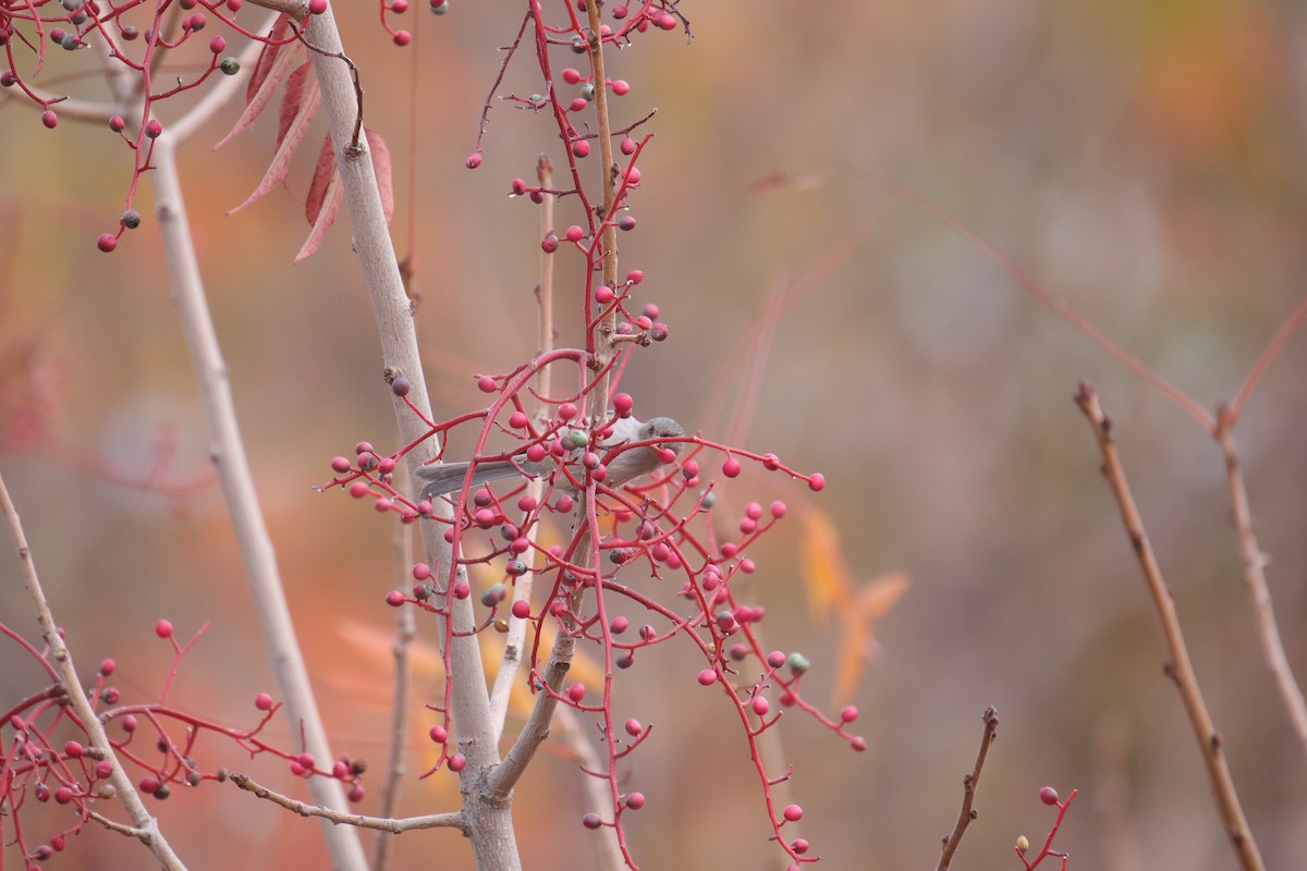 Bushtit - ML645635289
