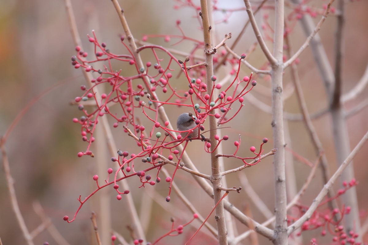 Bushtit - ML645635291