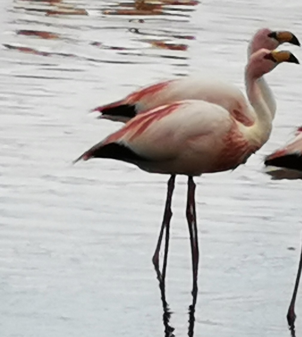 James's Flamingo - ML645635292