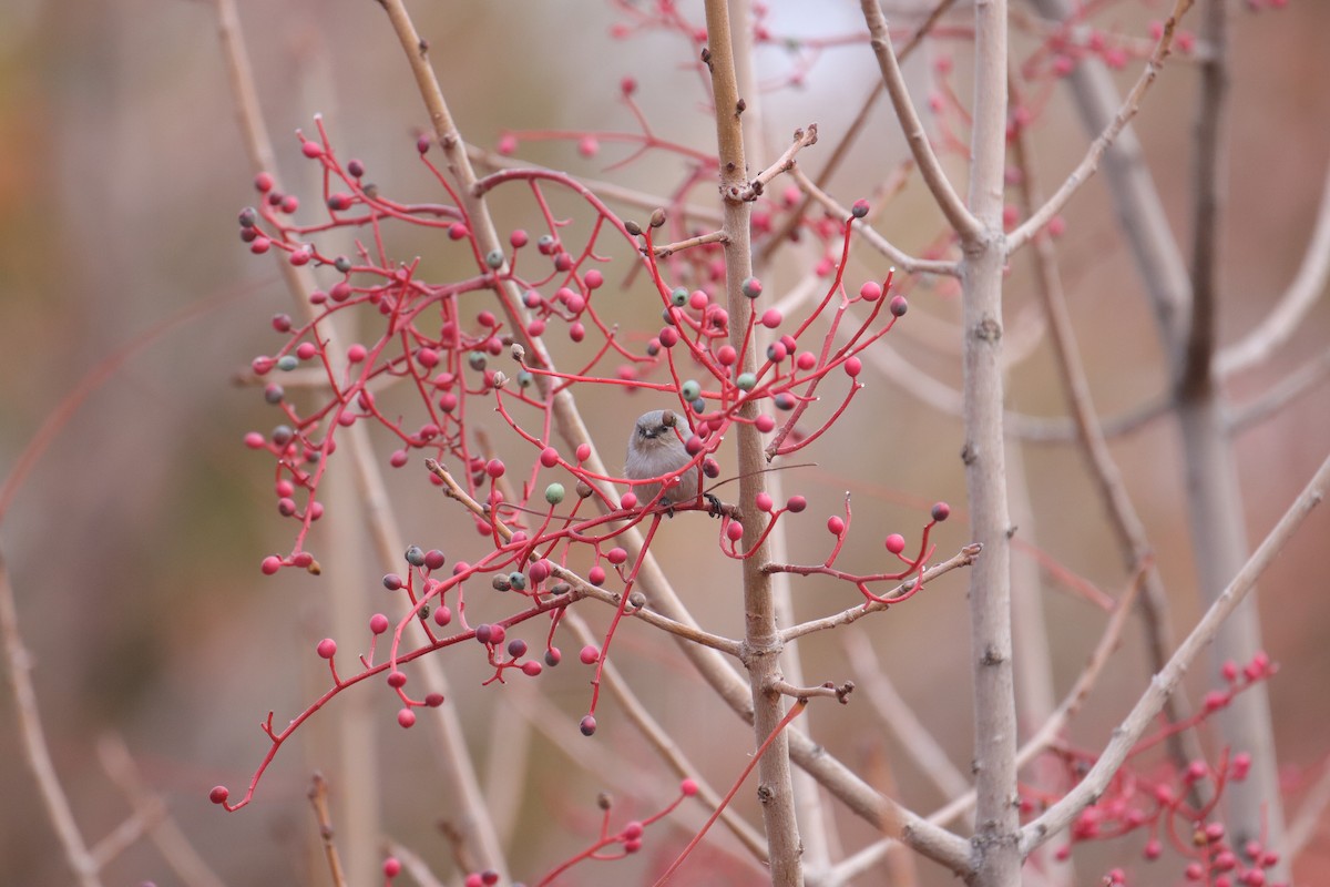 Bushtit - ML645635293