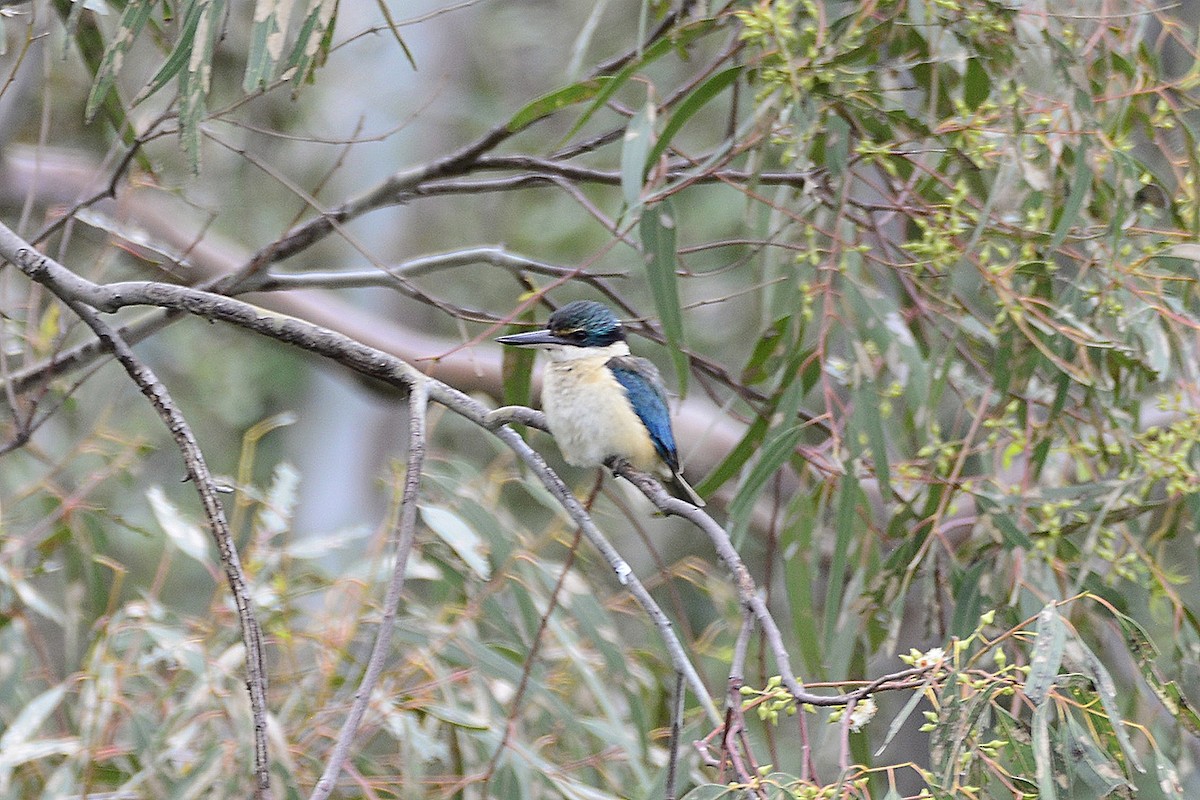Sacred Kingfisher - ML645635294