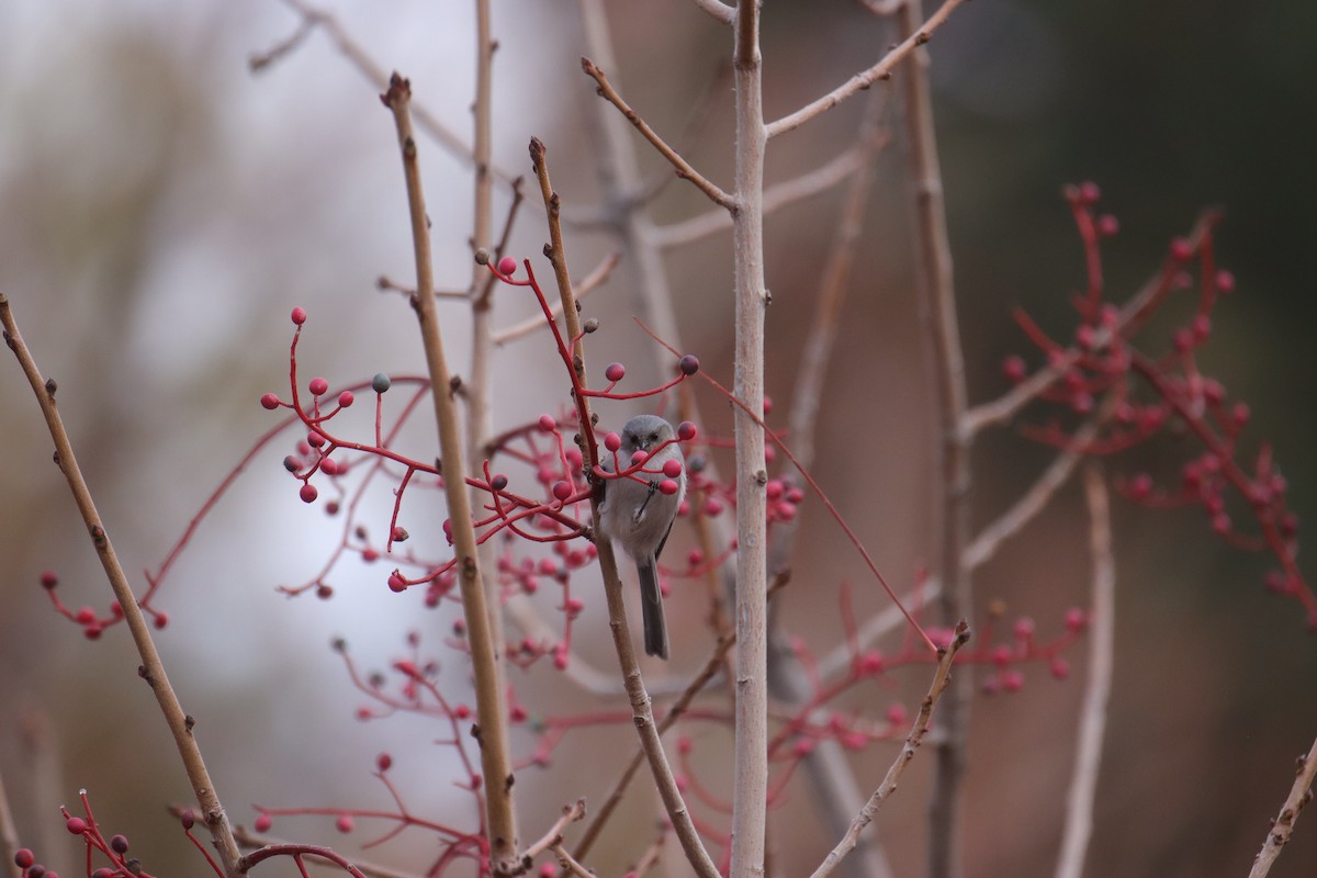 Bushtit - ML645635295