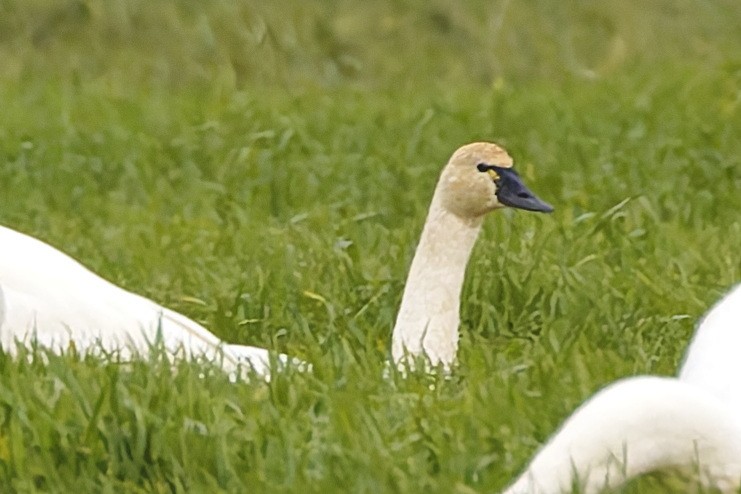 Tundra Swan - ML645635296