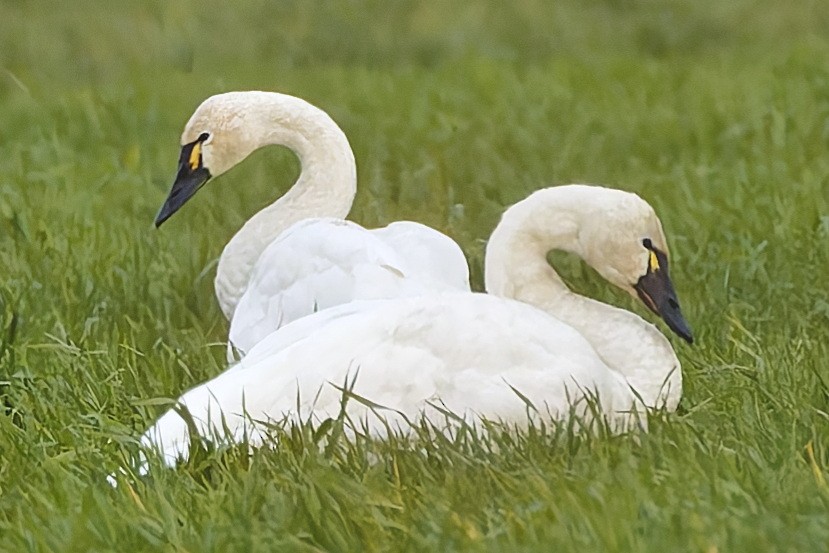 Tundra Swan - ML645635297