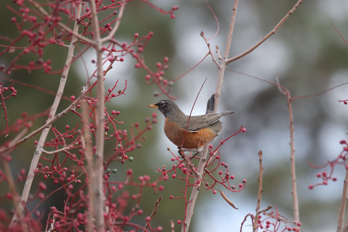 American Robin - ML645635298