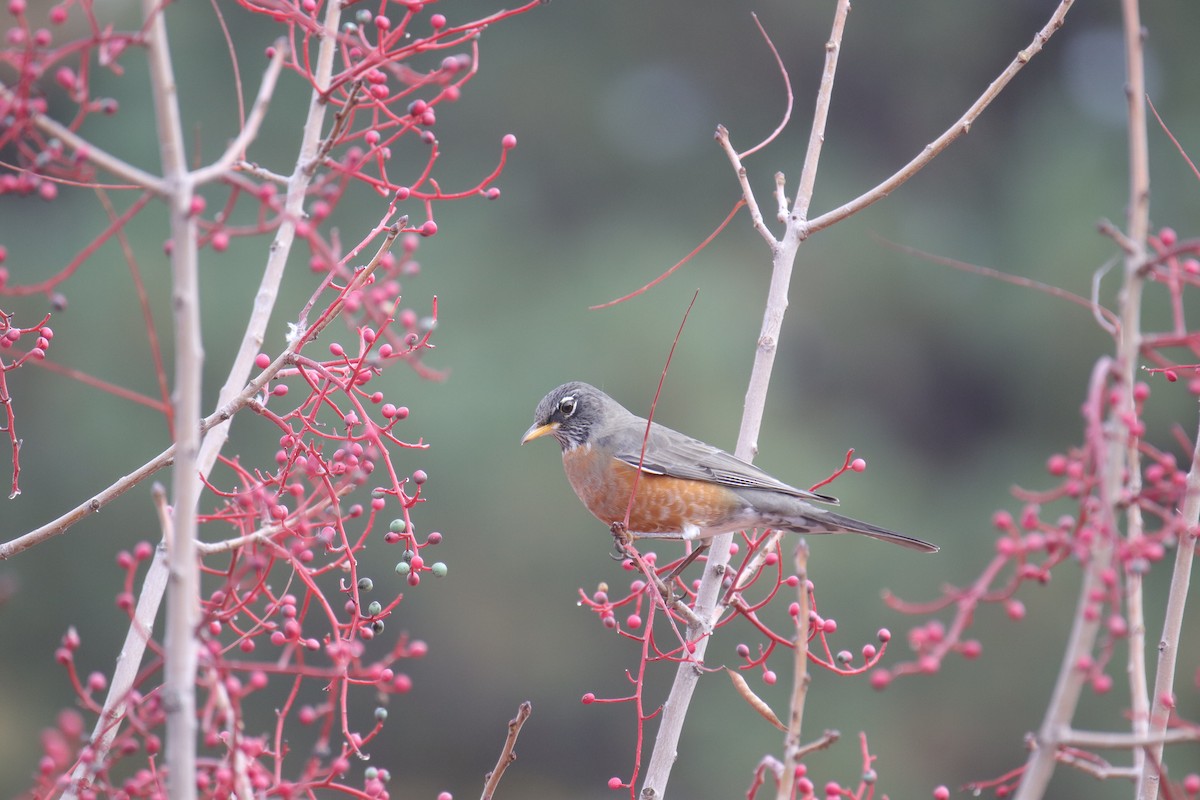 American Robin - ML645635300