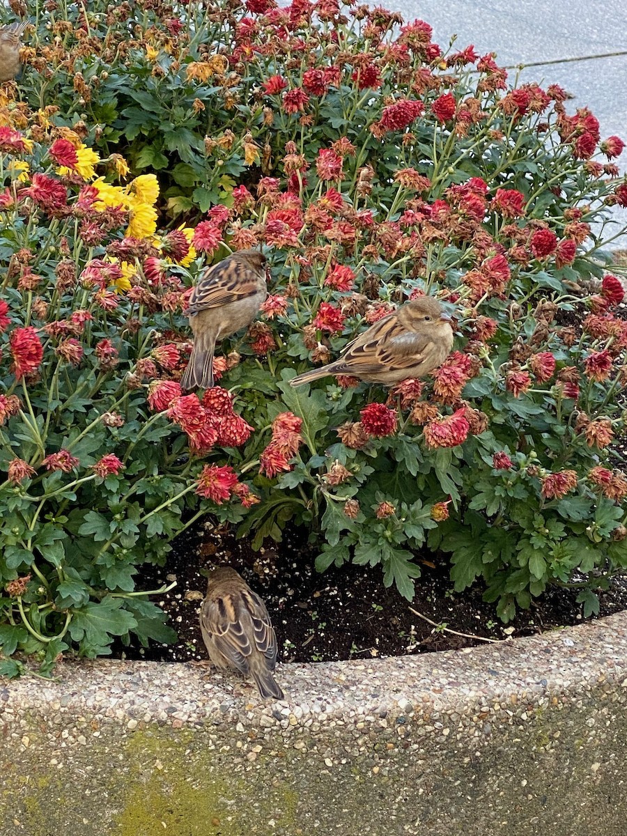 House Sparrow - ML645635302