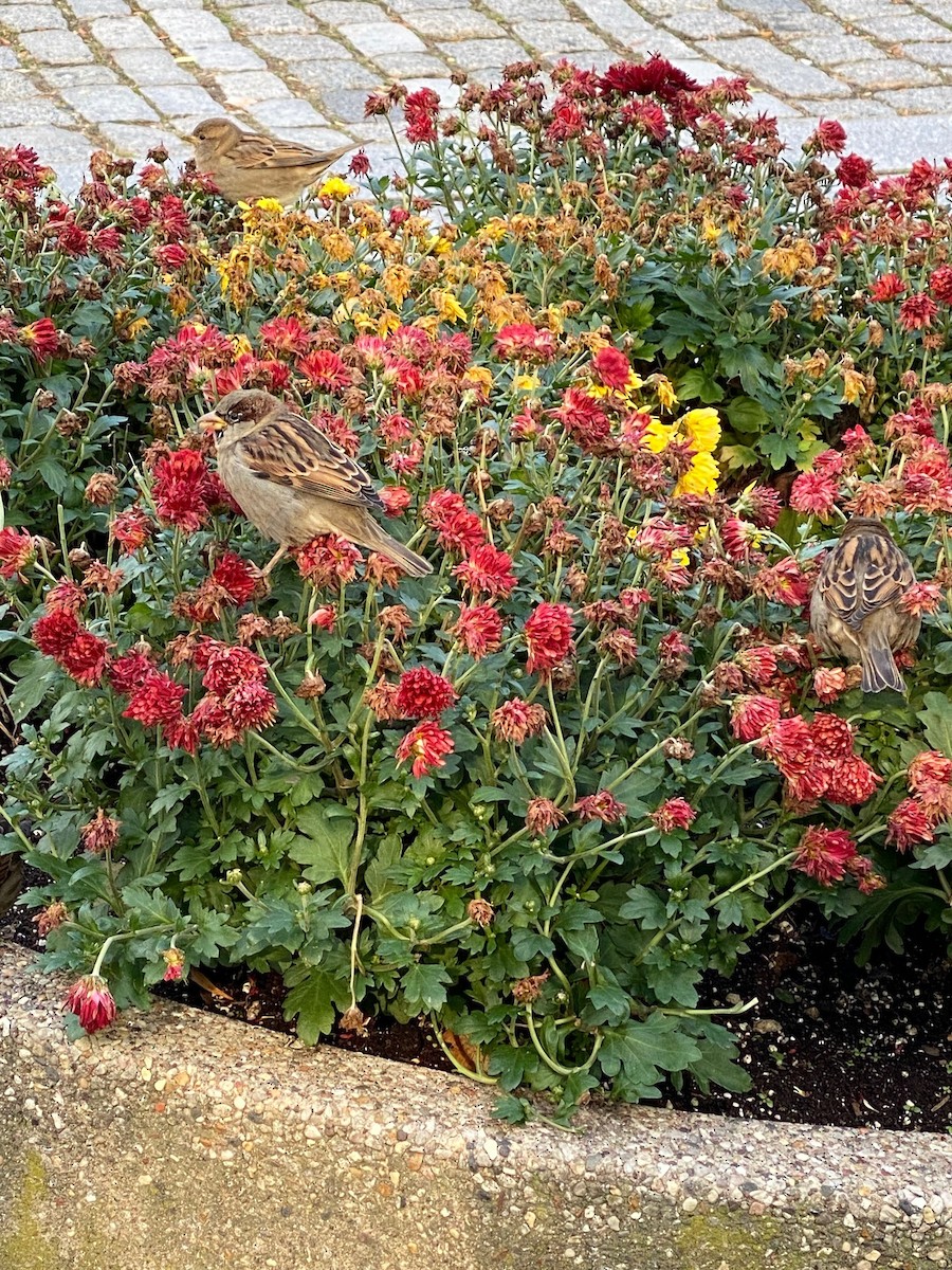 House Sparrow - ML645635303