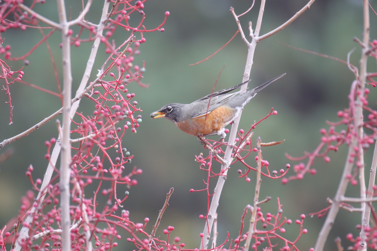 American Robin - ML645635304
