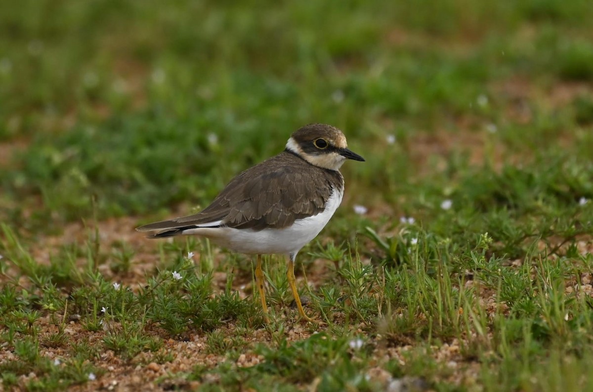 Little Ringed Plover - ML645635305