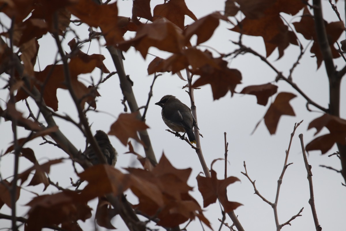 Cedar Waxwing - ML645635307