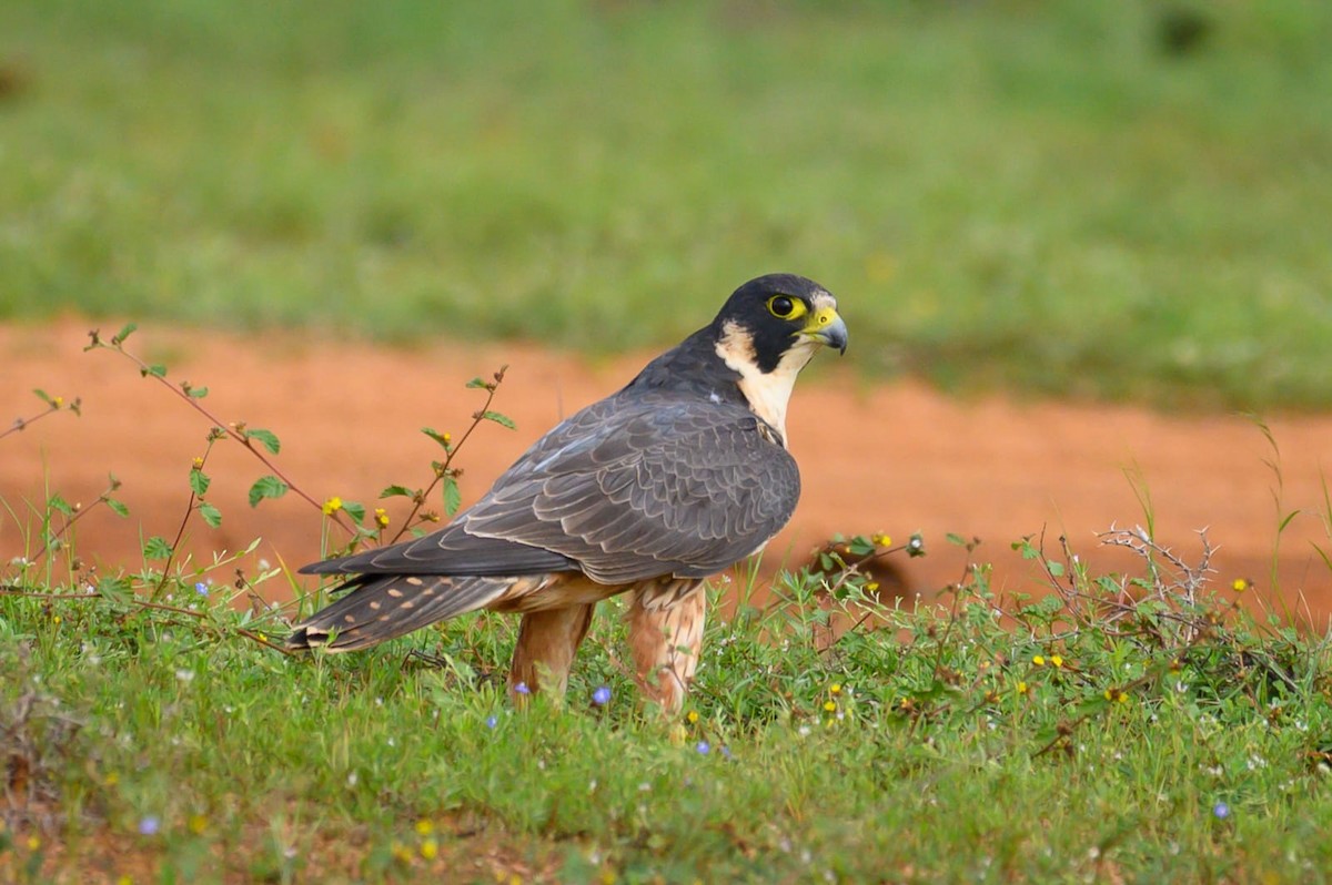 Peregrine Falcon - ML645635308