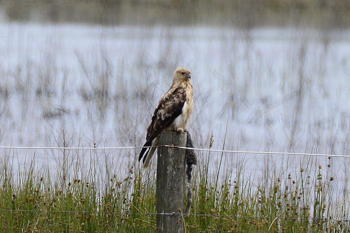 Whistling Kite - ML645635309