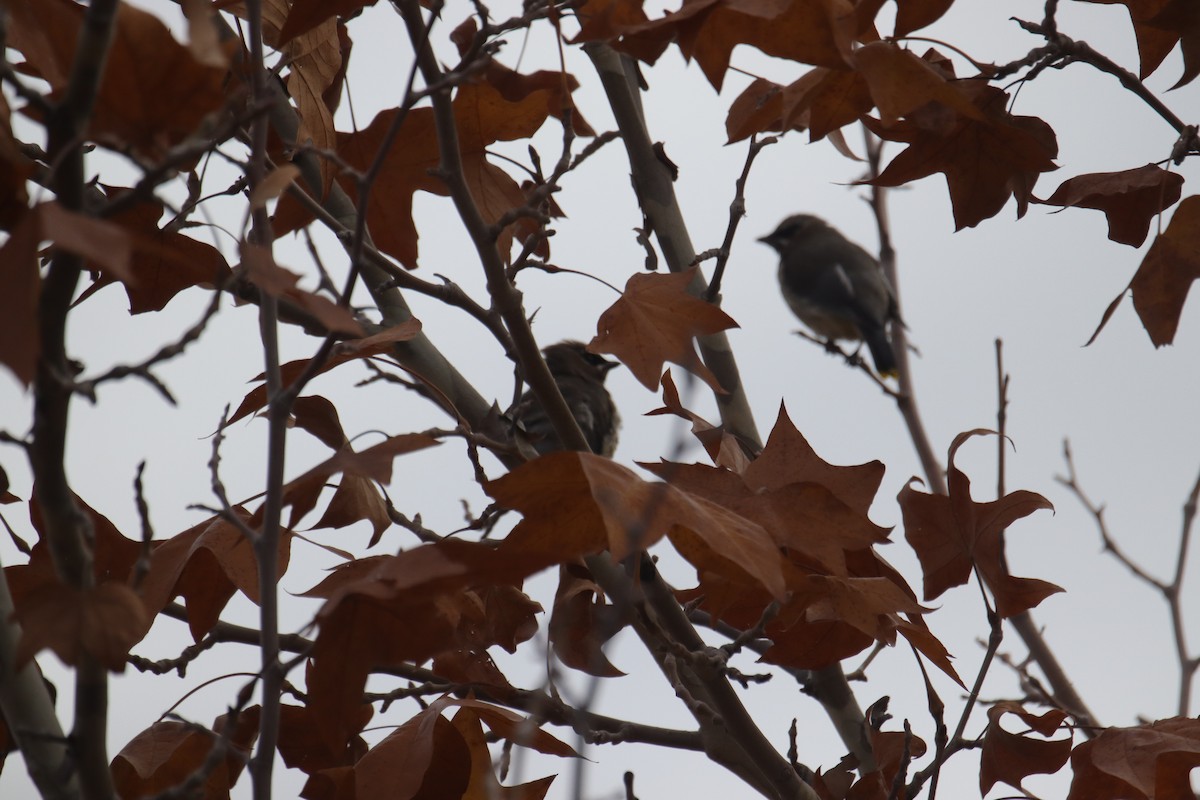 Cedar Waxwing - ML645635310
