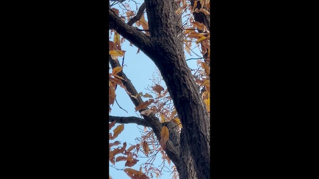 Japanese Pygmy Woodpecker - ML645635311