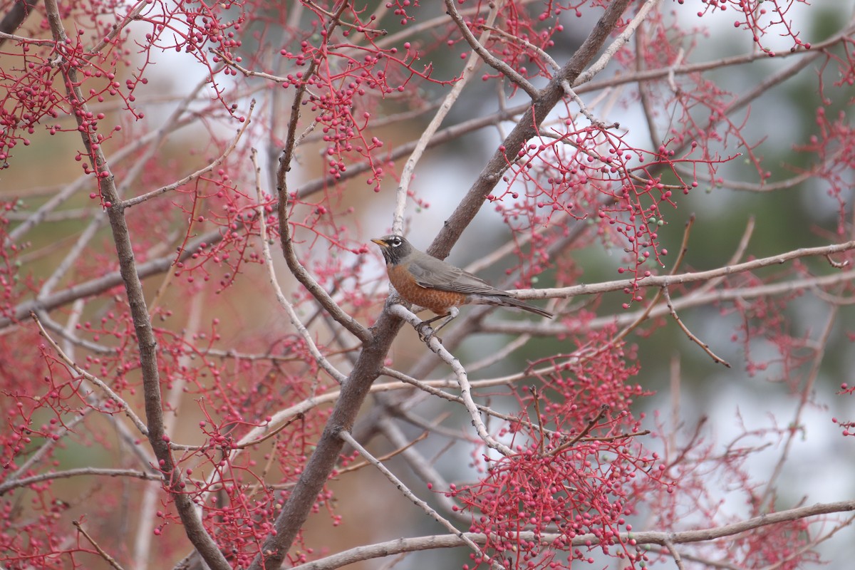 American Robin - ML645635315