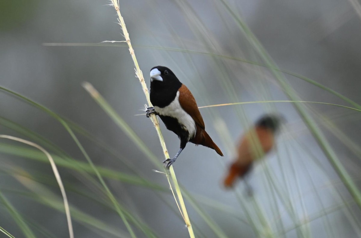 Tricolored Munia - ML645635316