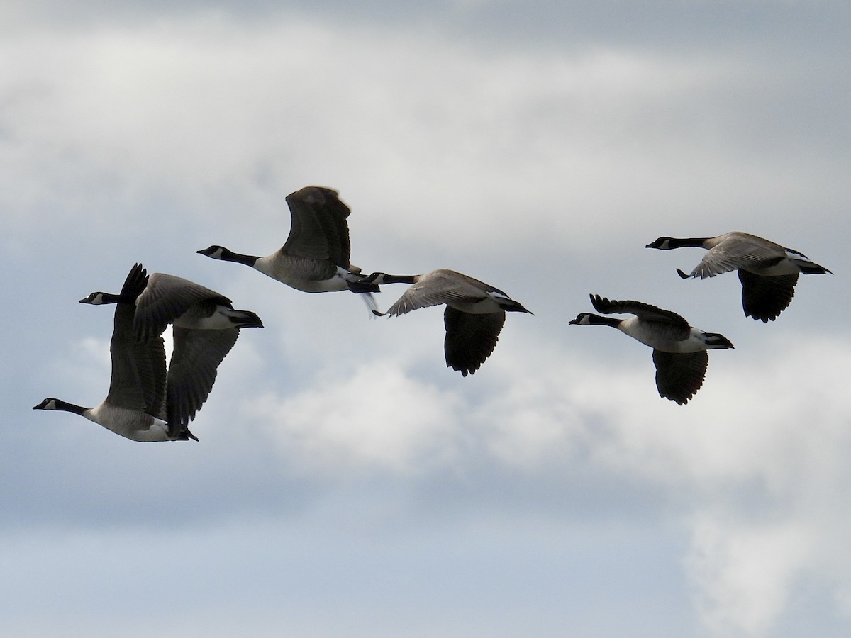 Canada Goose - ML645635317