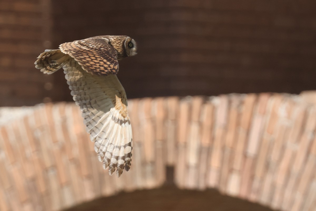 jordugle (domingensis/portoricensis) - ML645635329