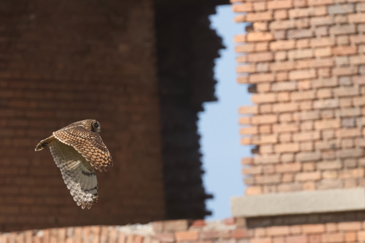 jordugle (domingensis/portoricensis) - ML645635330