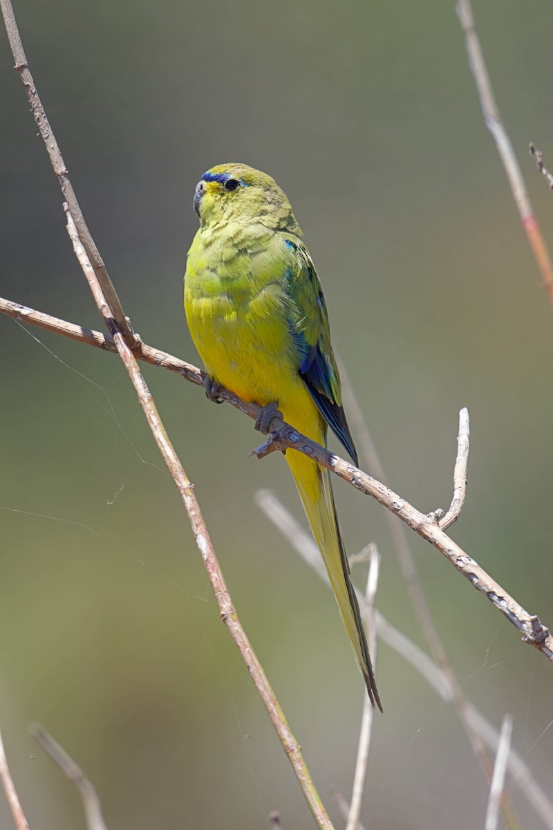 neoféma zdobená - ML645635331