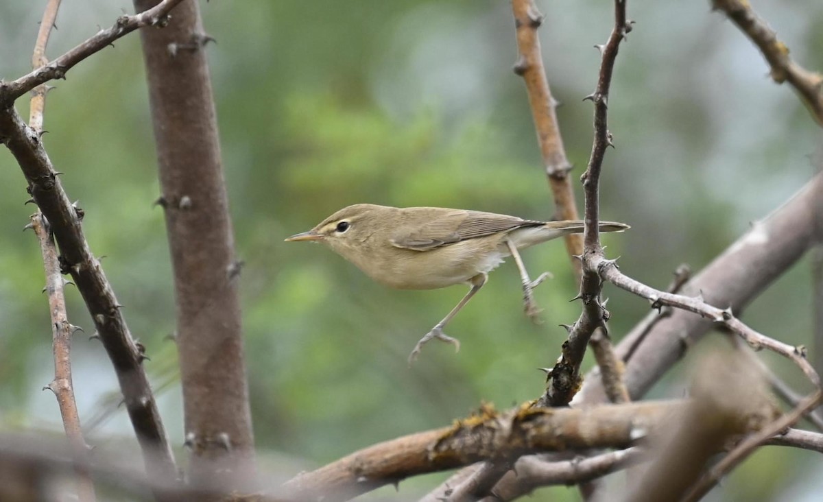 sedmihlásek tamaryškový - ML645635342