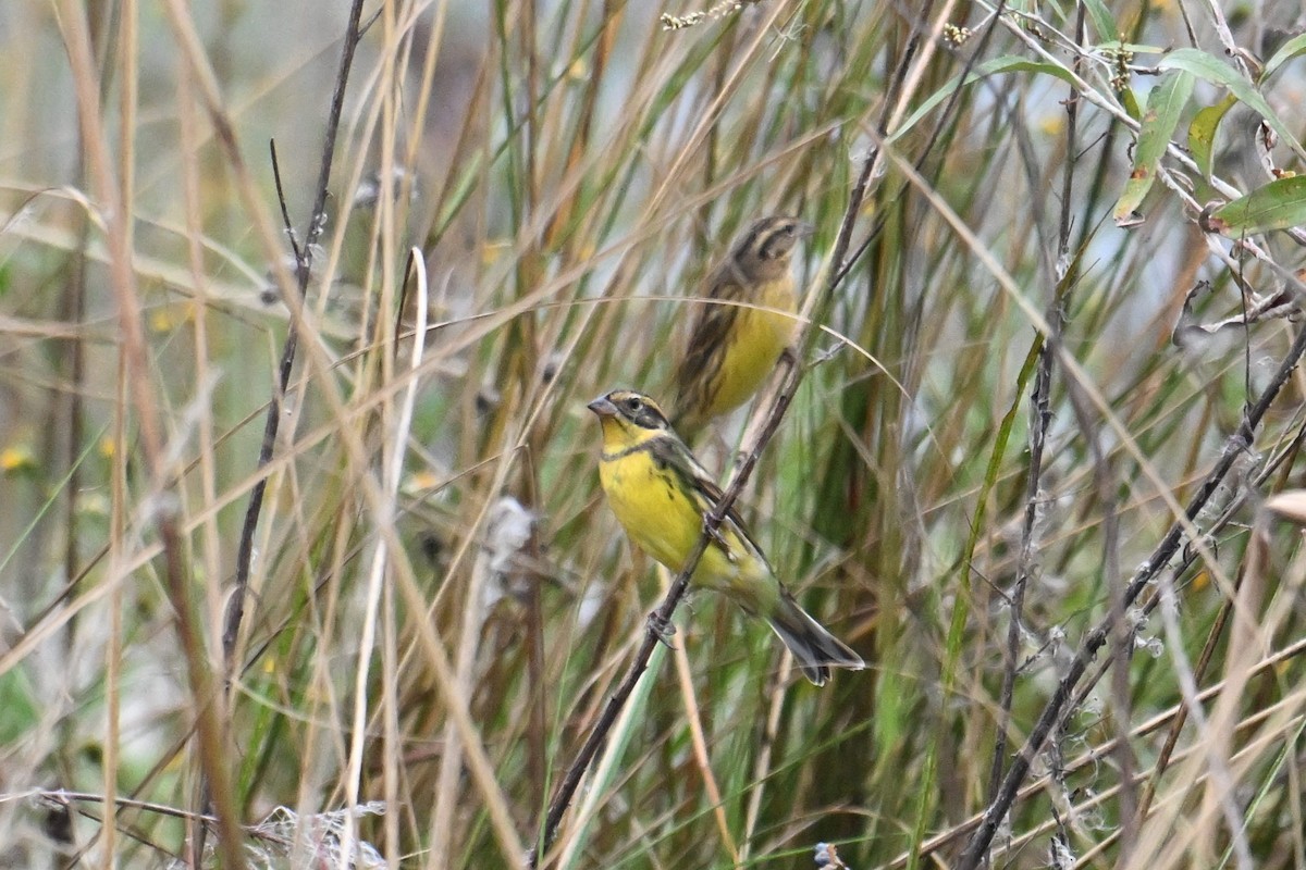 Вівсянка лучна - ML645635346