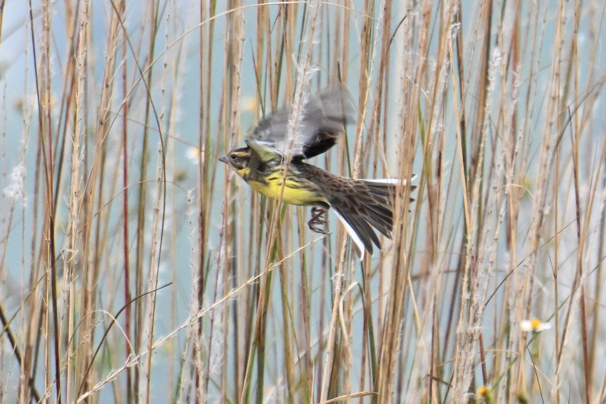 Вівсянка лучна - ML645635347