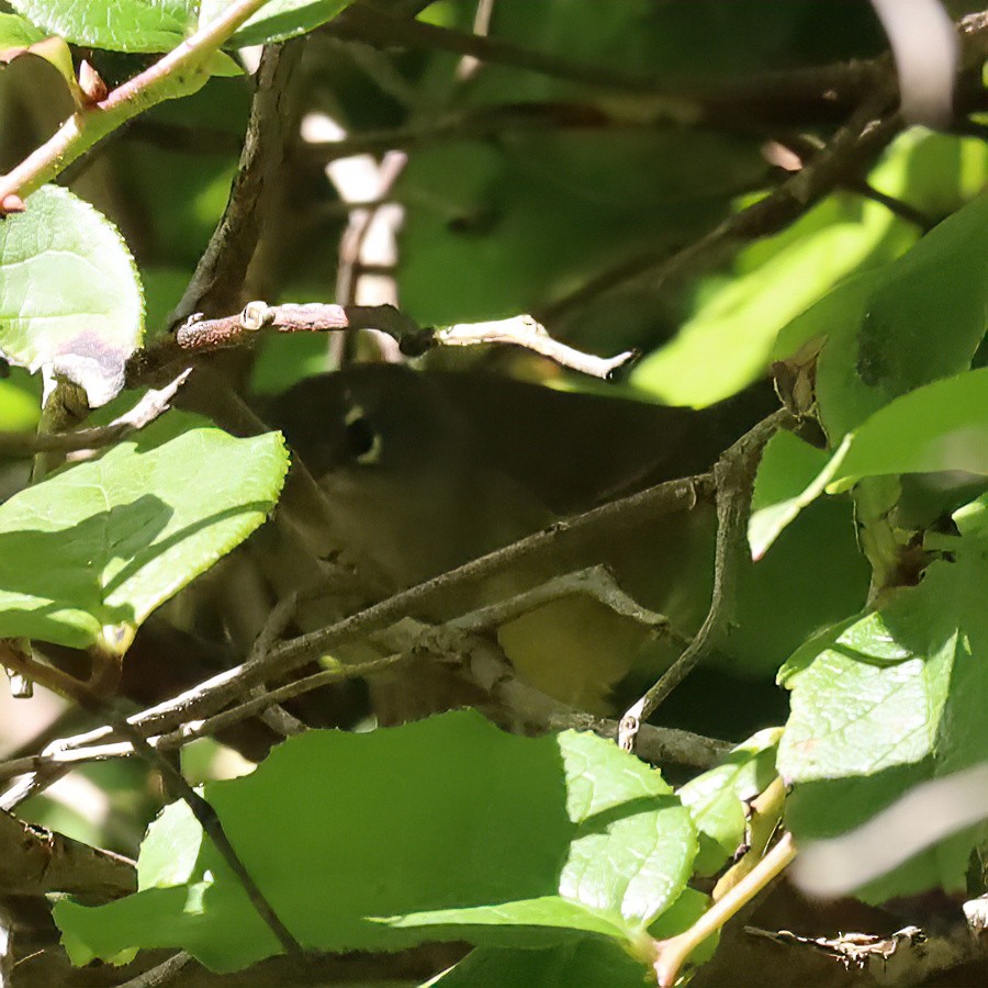 MacGillivray's Warbler - ML645635349