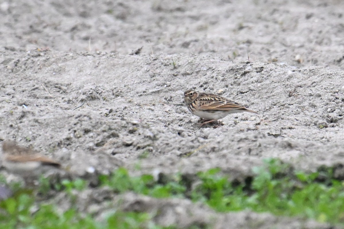 Oriental Skylark - ML645635354