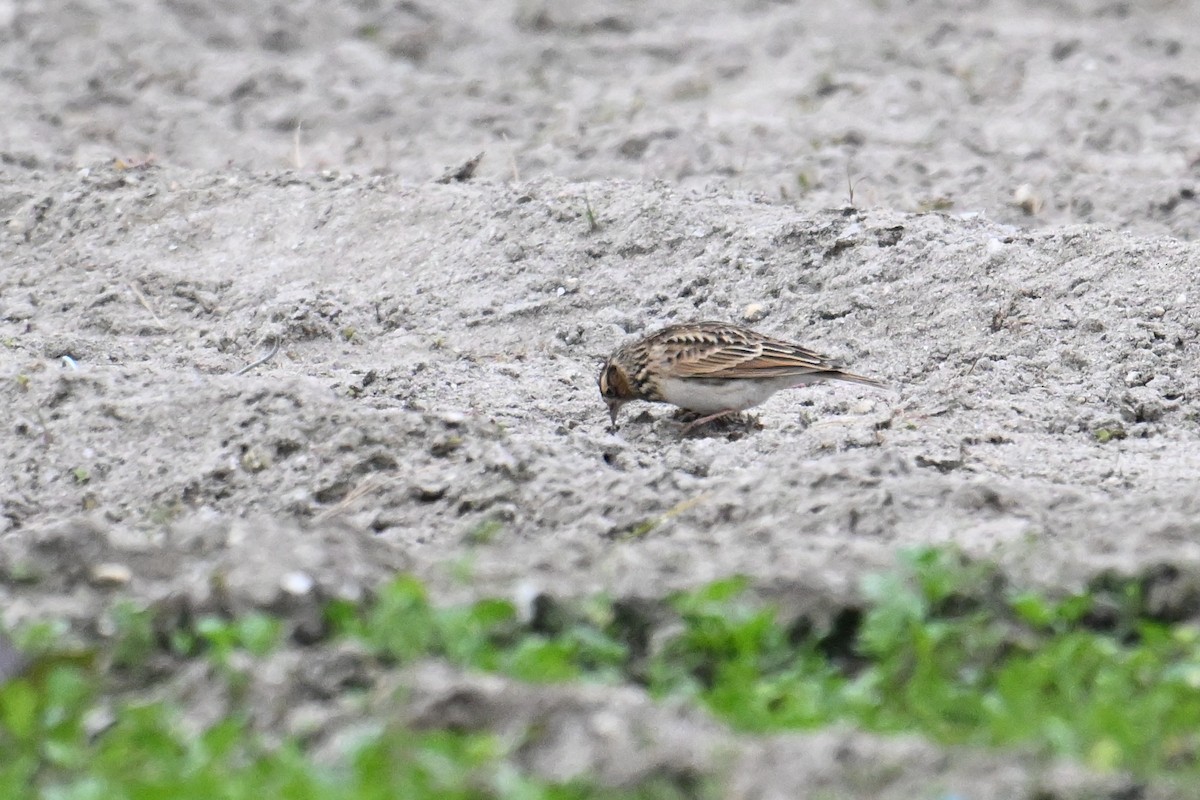 Oriental Skylark - ML645635355