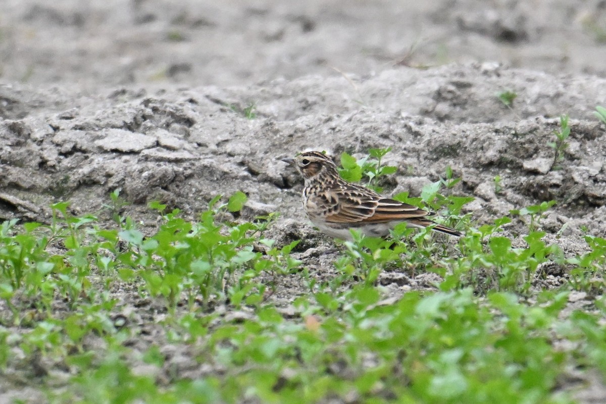 Oriental Skylark - ML645635356