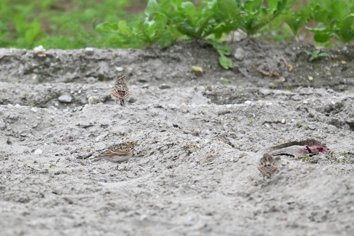 Oriental Skylark - ML645635357