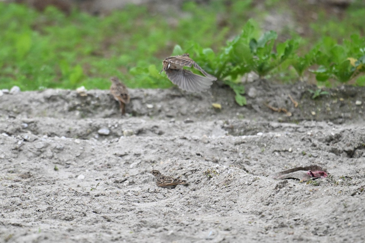 Oriental Skylark - ML645635358