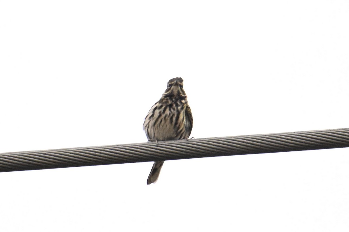 Rosy Pipit - ML645635361