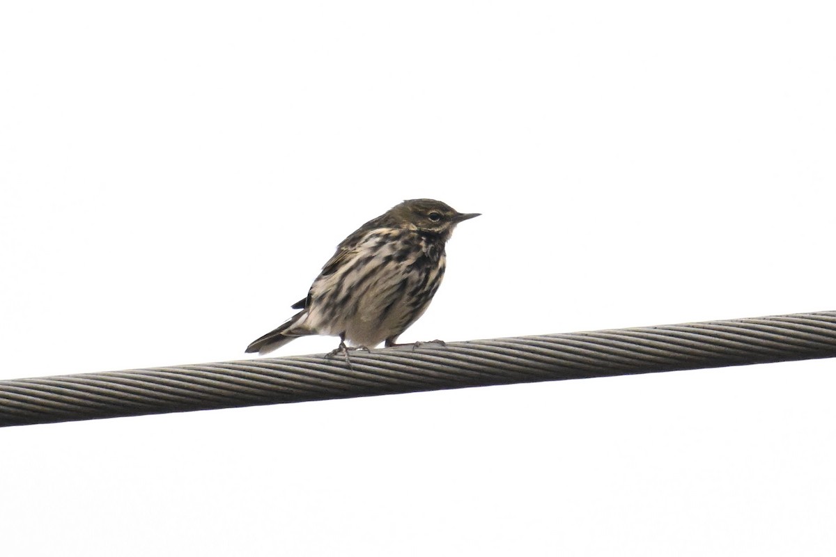 Rosy Pipit - ML645635362