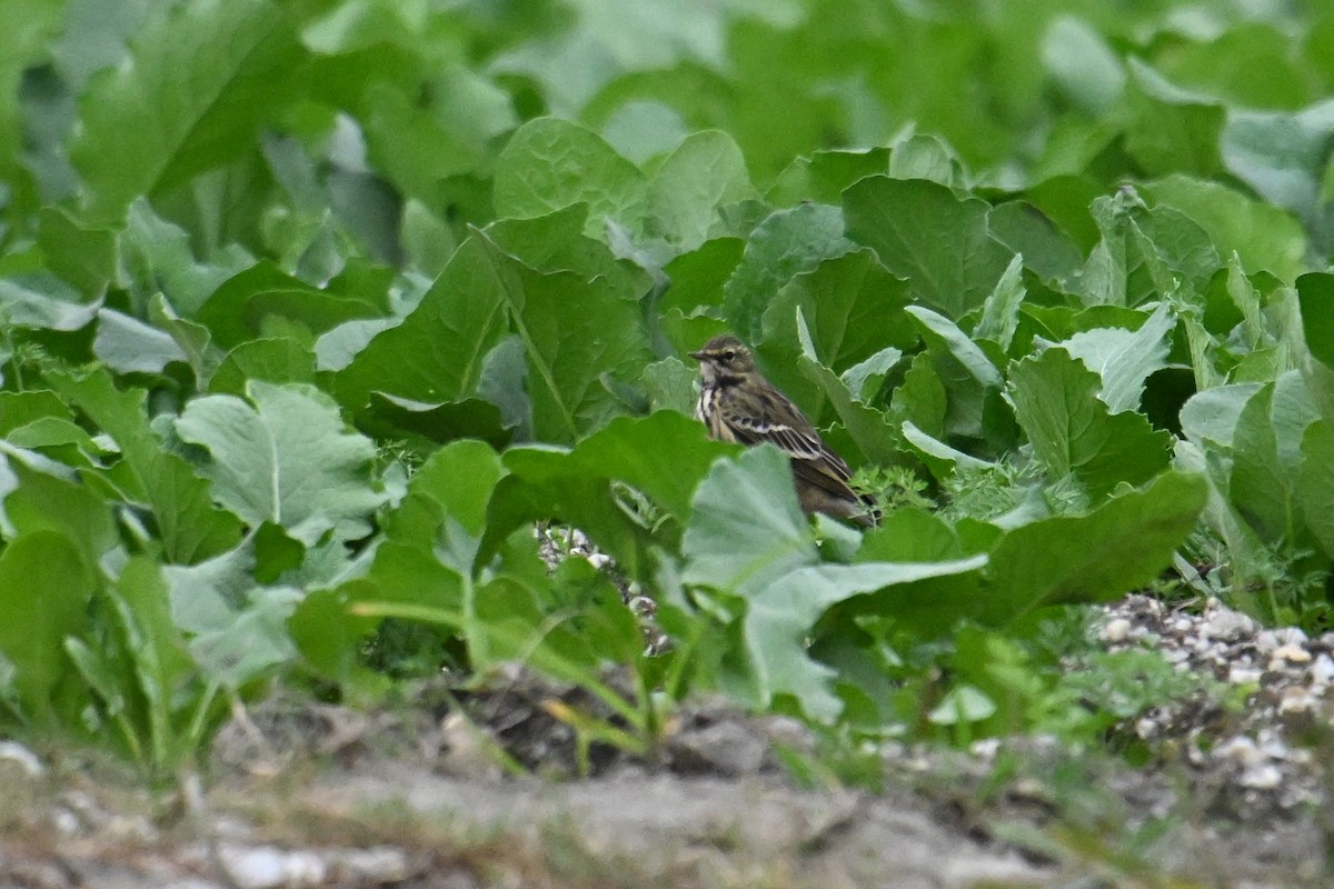 Rosy Pipit - ML645635364
